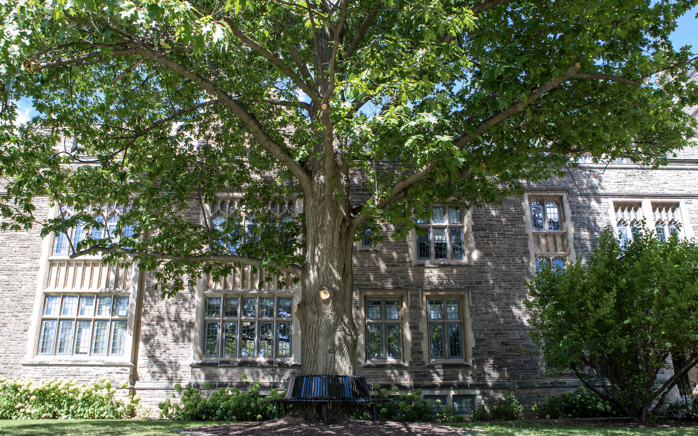 Photo of a tree and benches